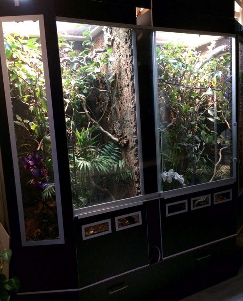 Panthercham&auml;leon Terrarium