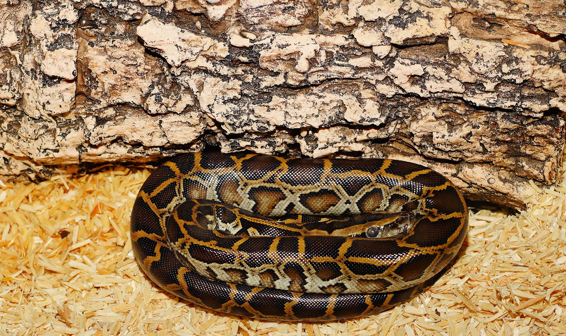 Tigerpython Riesenschlange