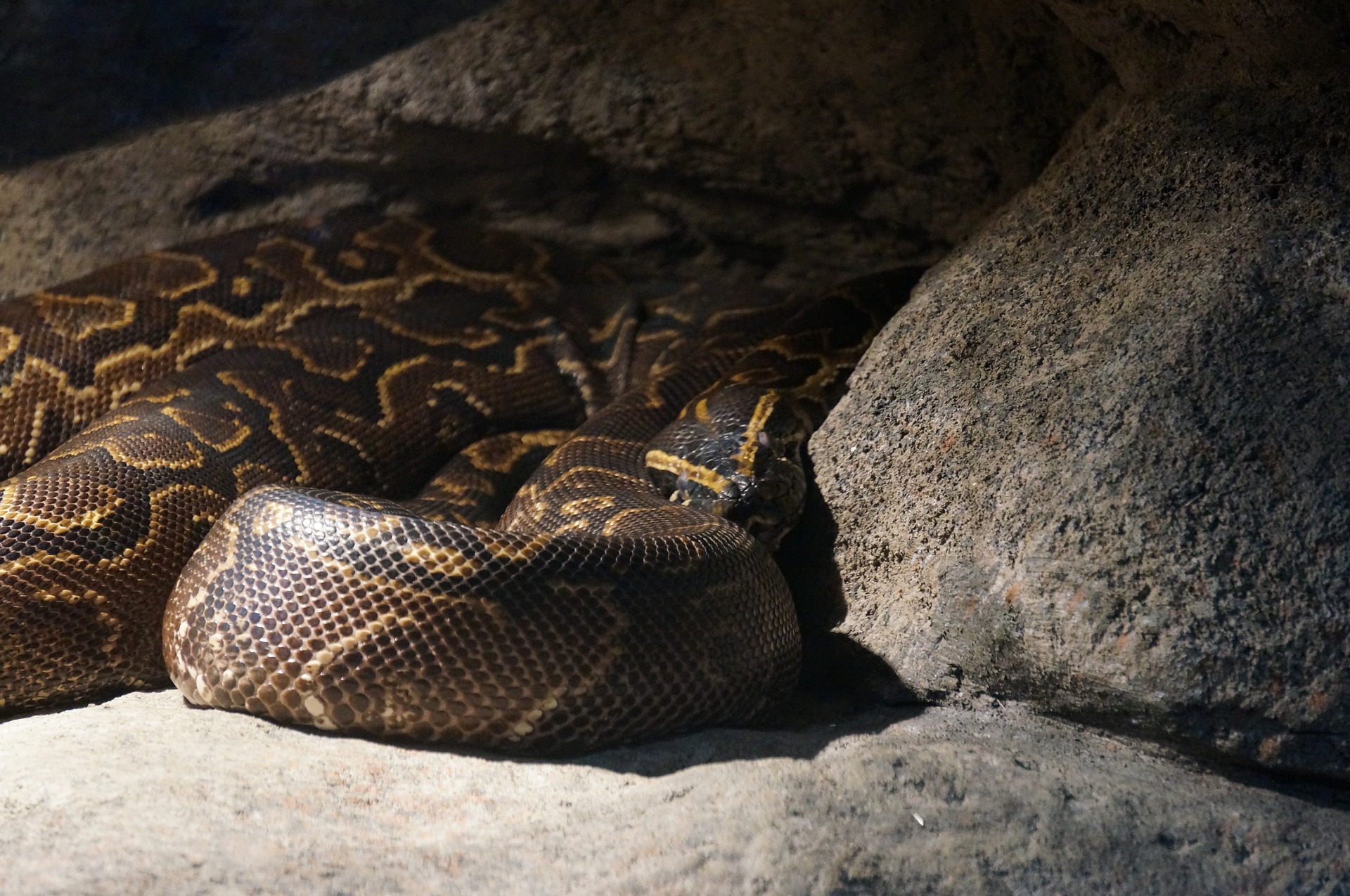 Tigerpython Haltung im Terrarium
