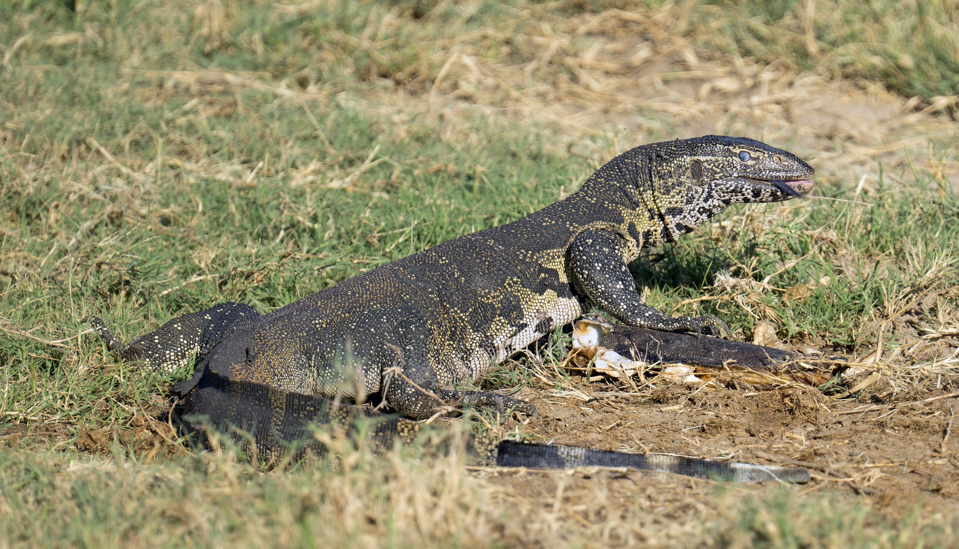 Warane: Haltung im Terrarium
