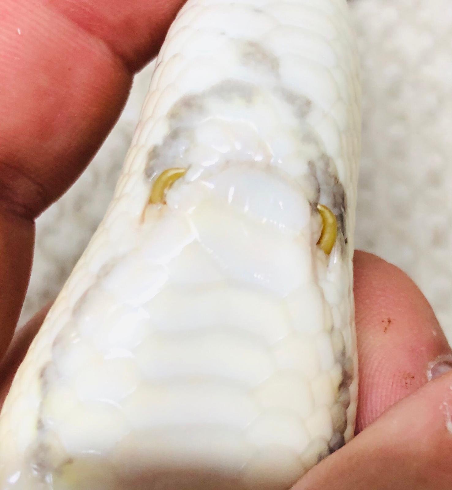 M&auml;nnliche K&ouml;nigspython