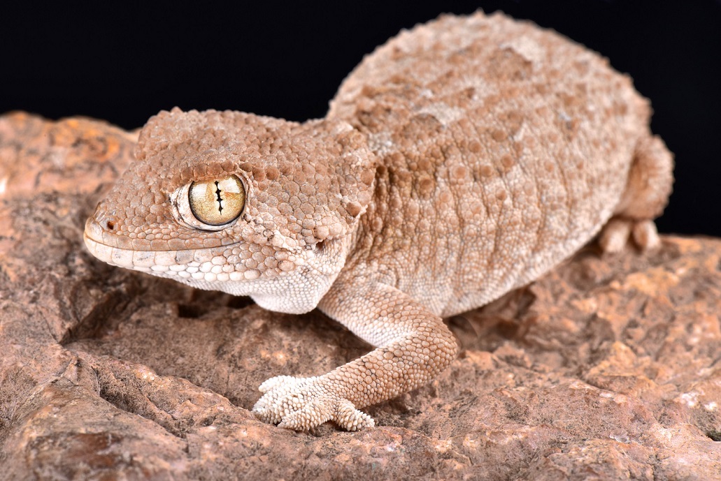 Helmkopfgecko